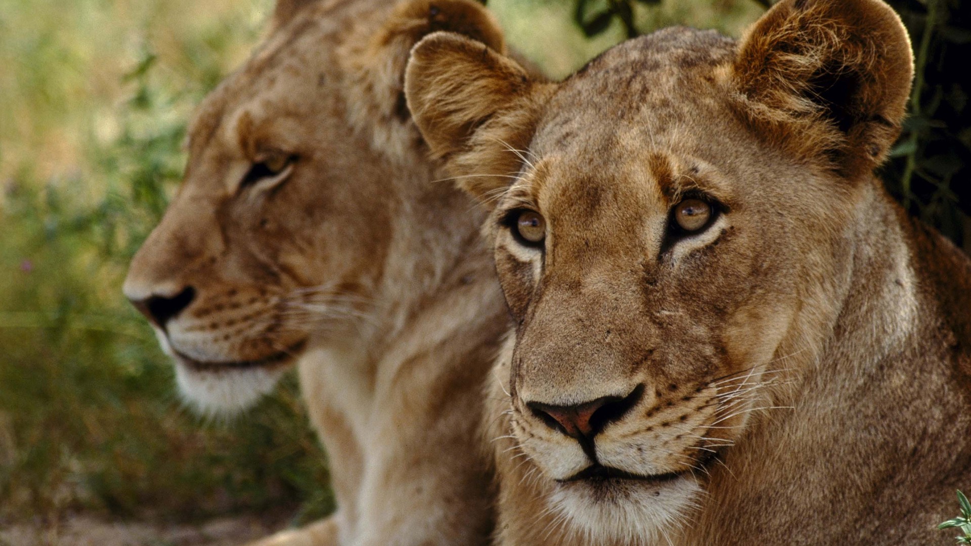 Løvinder, Limpopo, Sydafrika