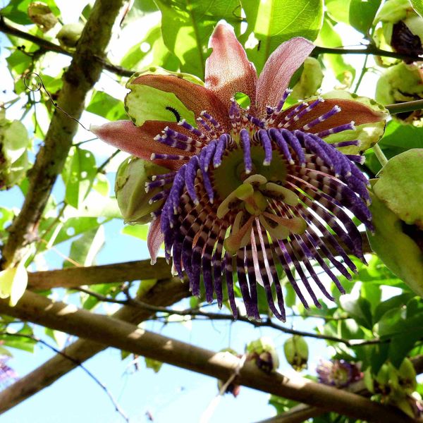 Passionsfrugt i Guyanas jungle