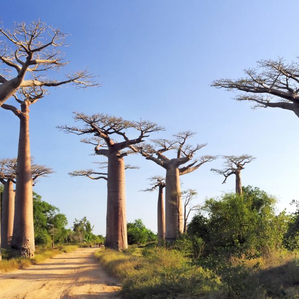 Baobab træer på Madagaskar