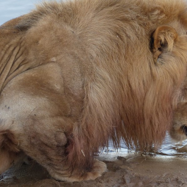 South Luangwa, Zambia