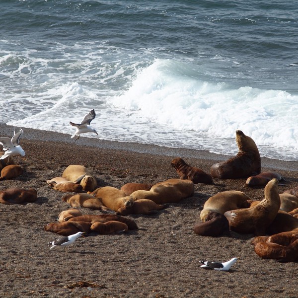 Søløver ved kysten