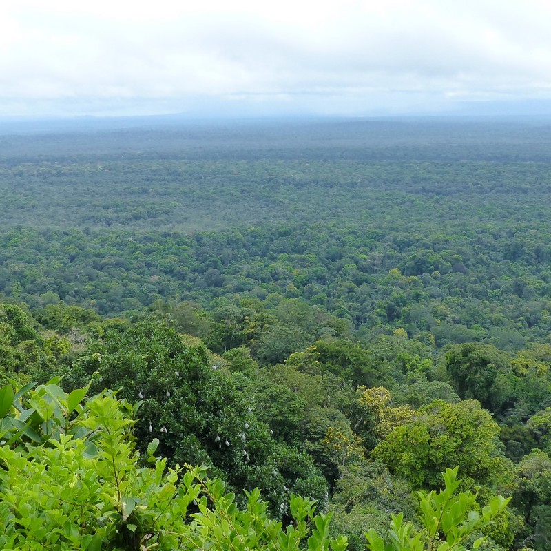 Den centrale regnskov