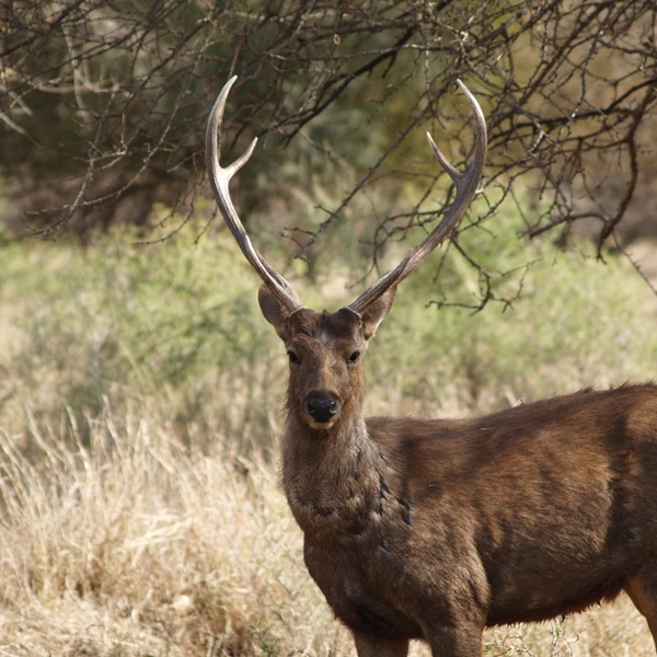 safari i Ranthambore nationalpark