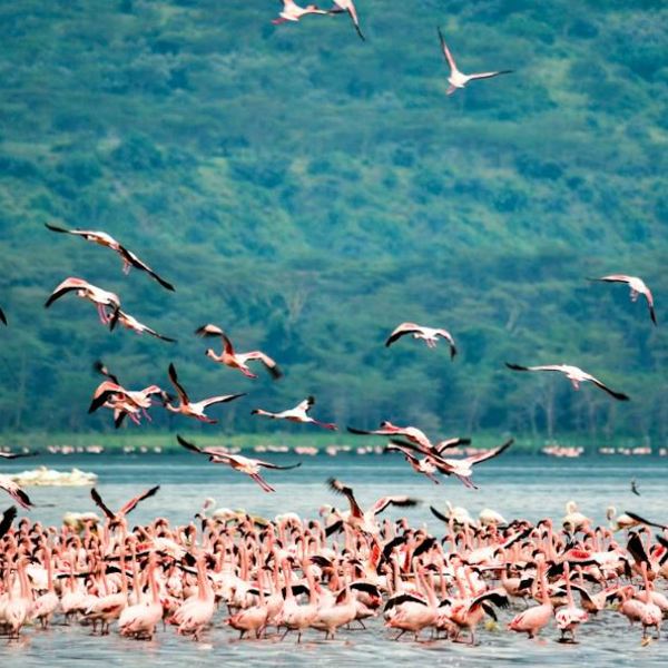 Lake Nakuru Unsplash 1