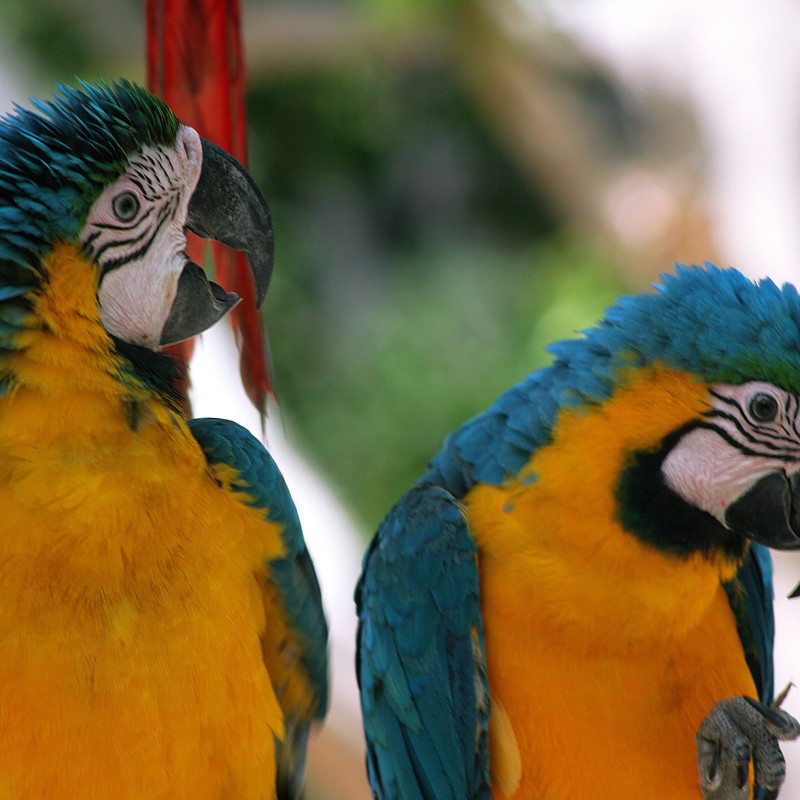 Papgøjer på tæt hold på rejser til Den Dominikanske Republik