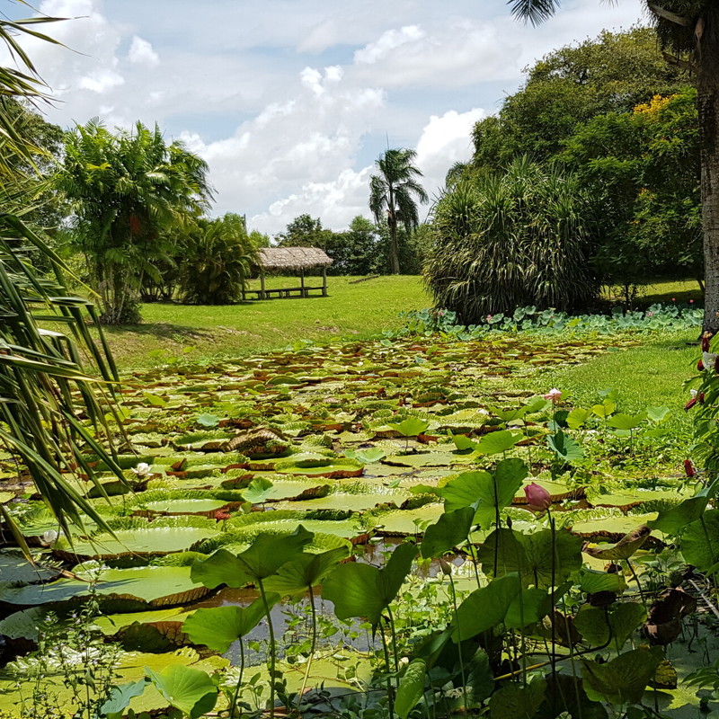 New Amsterdam i Surinam