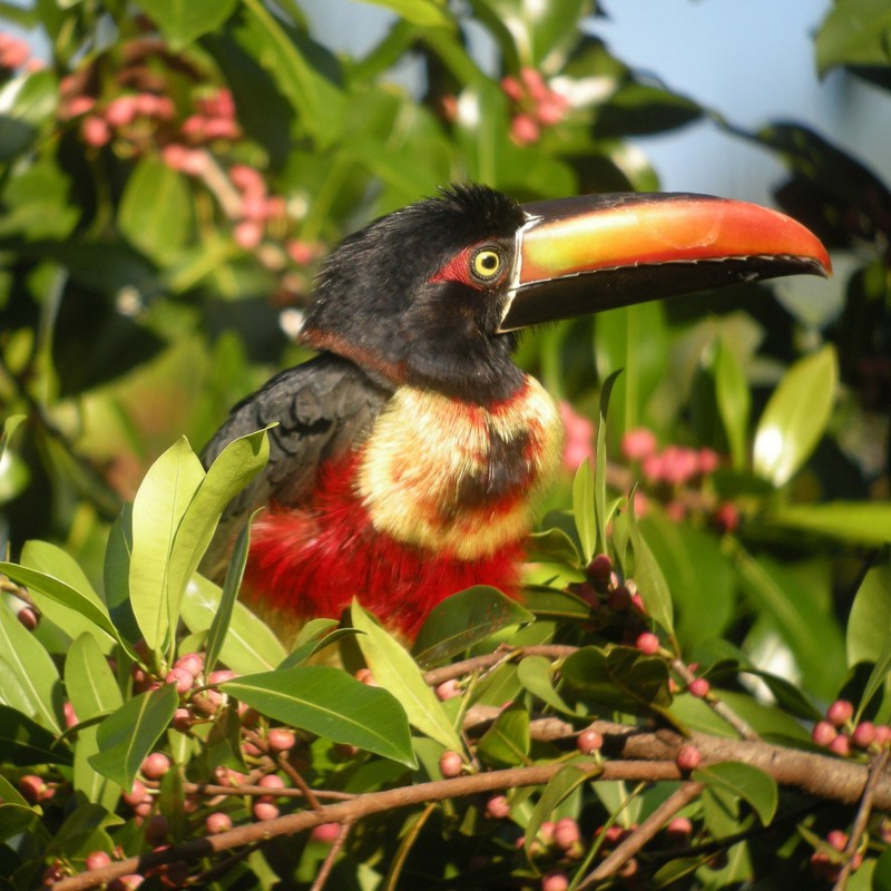 Fuglekiggerrig er bestemt en rejse til Costa Rica vi vil anbefale