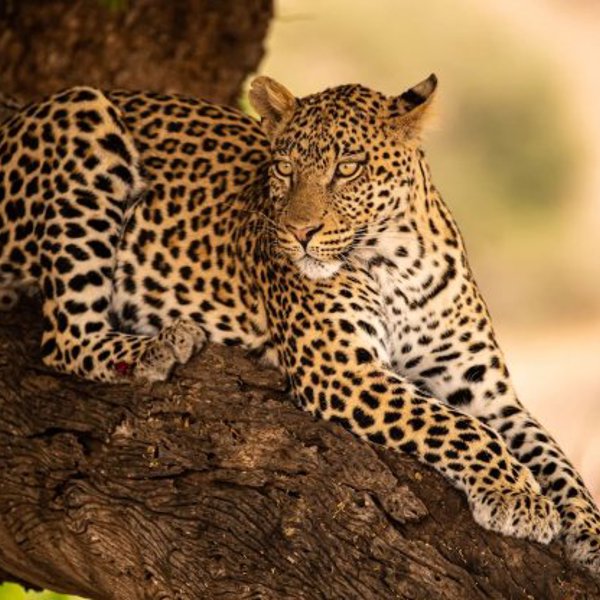 Leopard i træ i Botswana