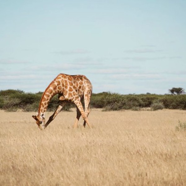 Central Kalahari Game Reserve