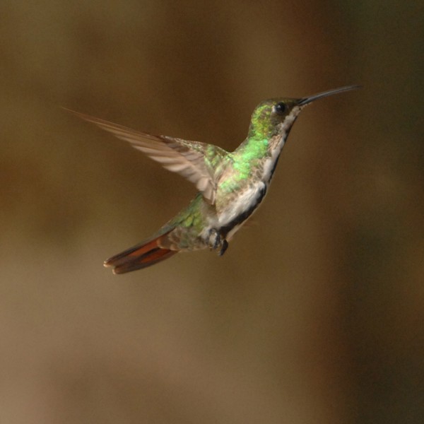 Humming Birds er også at finde på Trinidad og Tobago