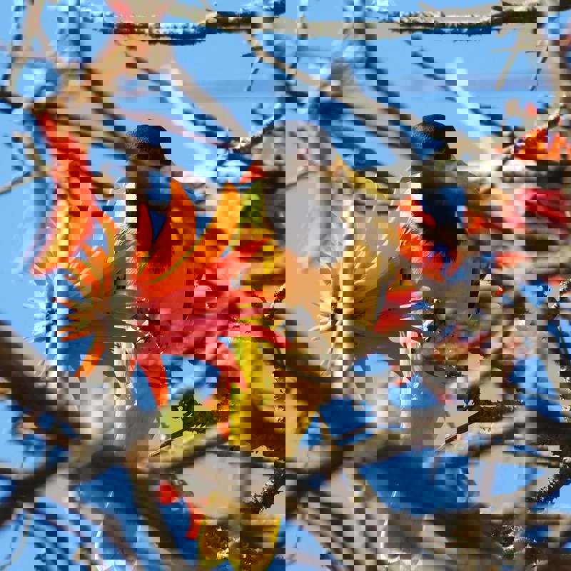 tshedza-muvhango-c2TZezil4Ac-unsplash