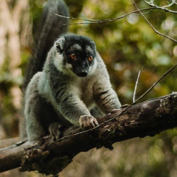 Madagascar - Lemur