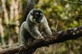 I:\AXUMIMAGES\Pakker på hjemmesiden\Seychellerne, Madagaskar og Dubai\Lemur Madagaskar