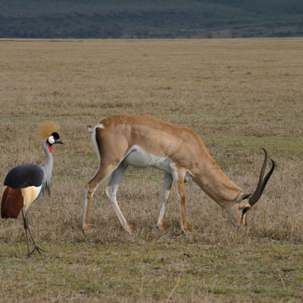 Dyreliv i Ngorongoro, Tanzania