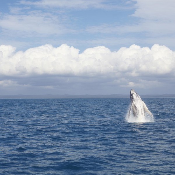 Hval i bugten ved Hervey Bay, Australien