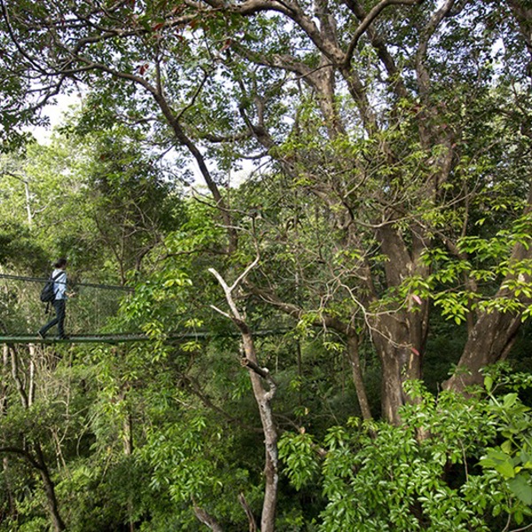 Bevæg dig gennem skovens trætoppe