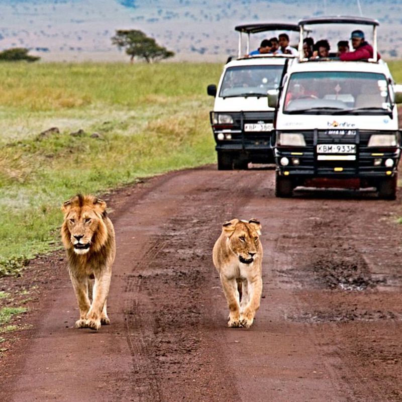 I:\AXUMIMAGES\Afrika\Kenya\Pakke\Kenyas højdepunkter\Masai Mara National Reserve, Kenya - mindre