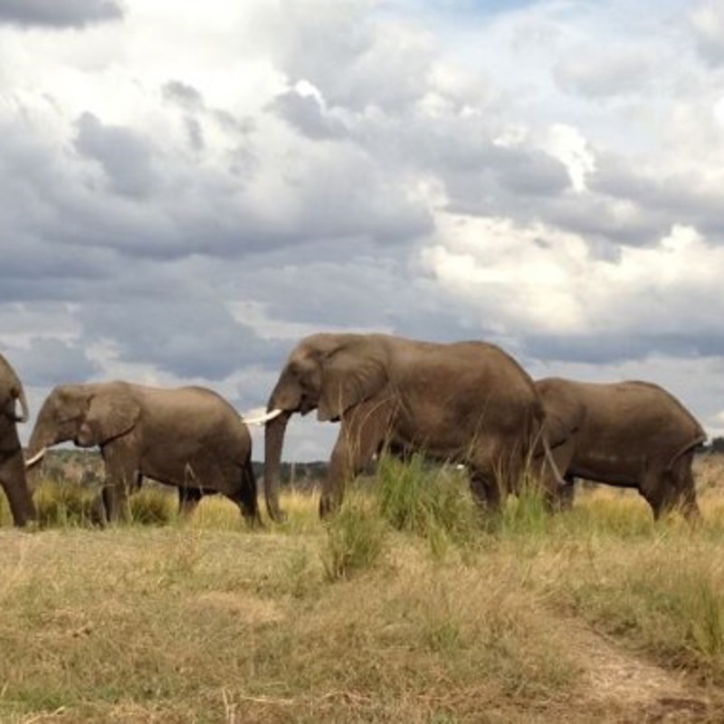 Elefanter på række i Chobe