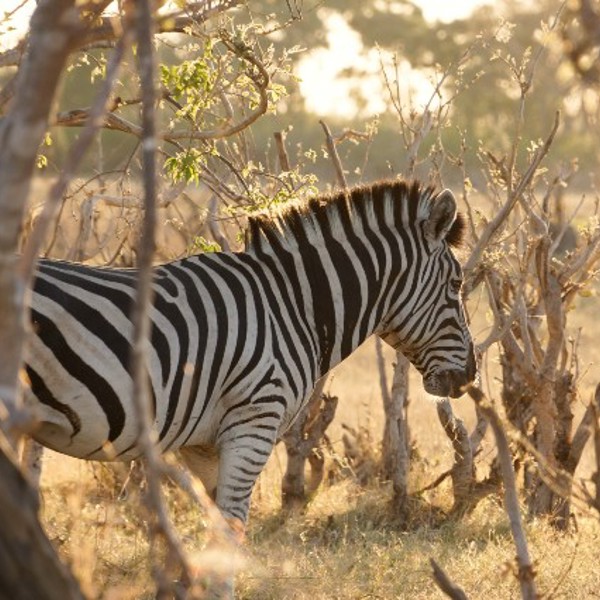 Zebra i Moremi, Botswana