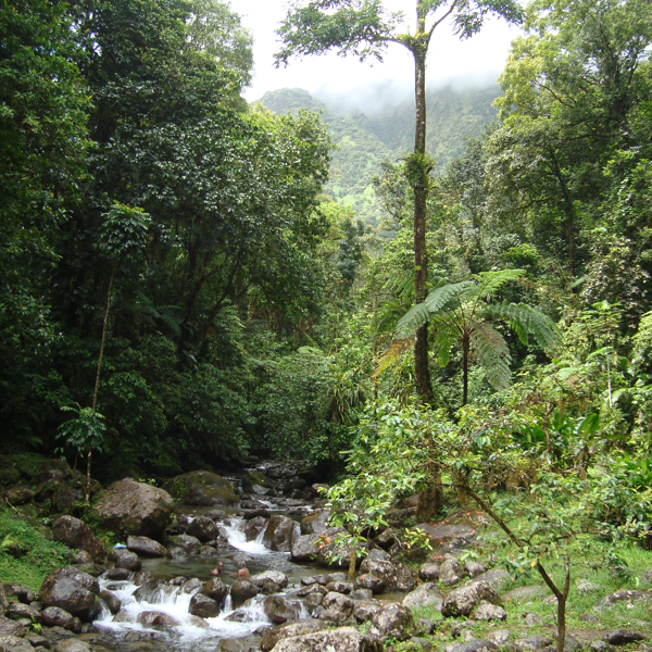 Rislende bæk på Martinique