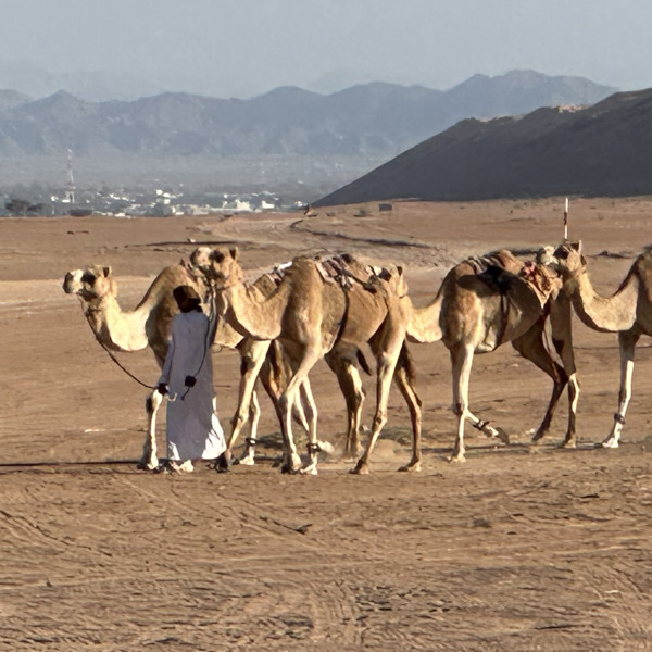 Wahiba Sands Camels