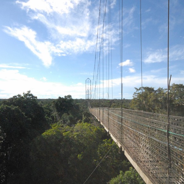 canopy walk amazonas