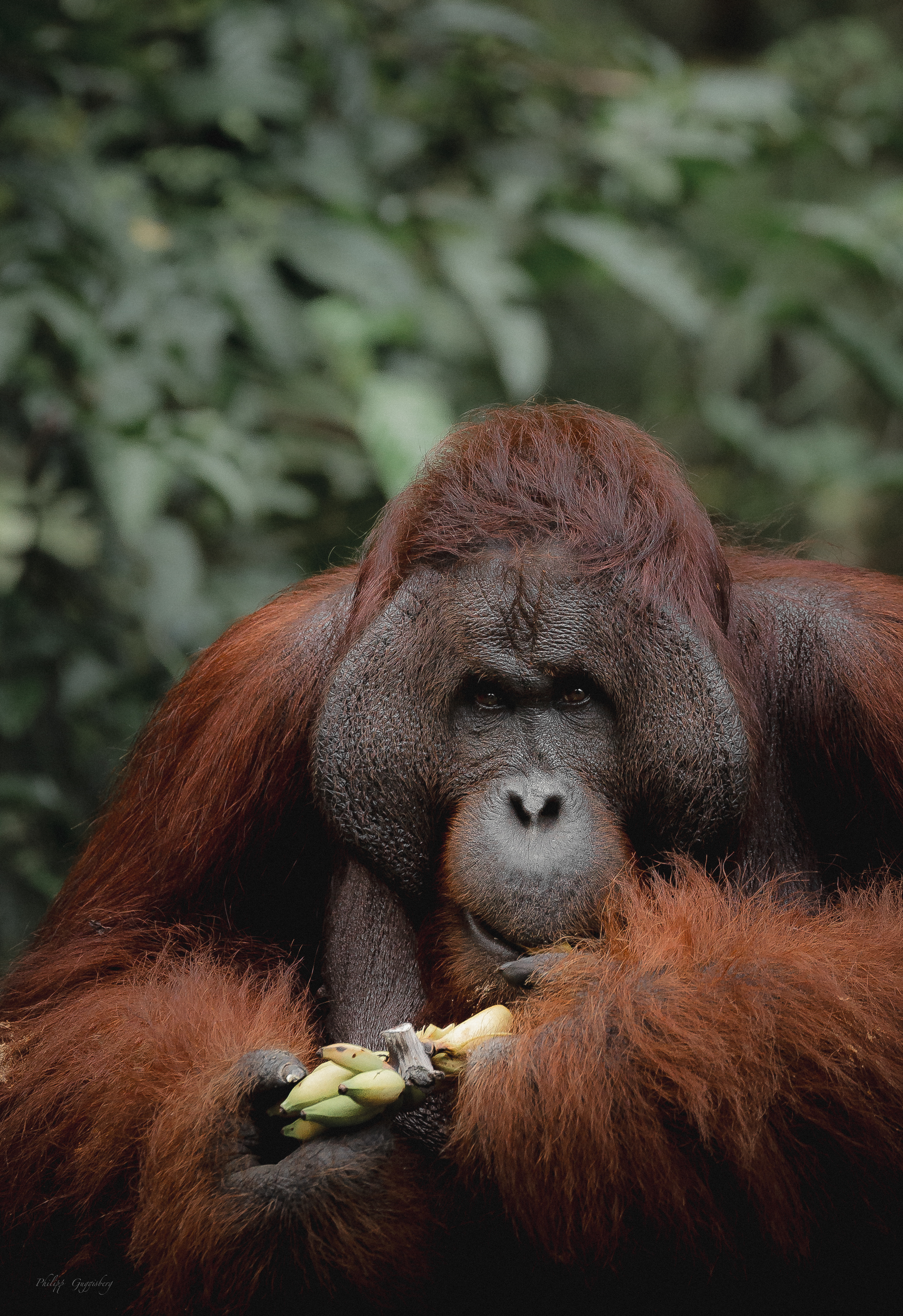 En Orangutang i Borneo
