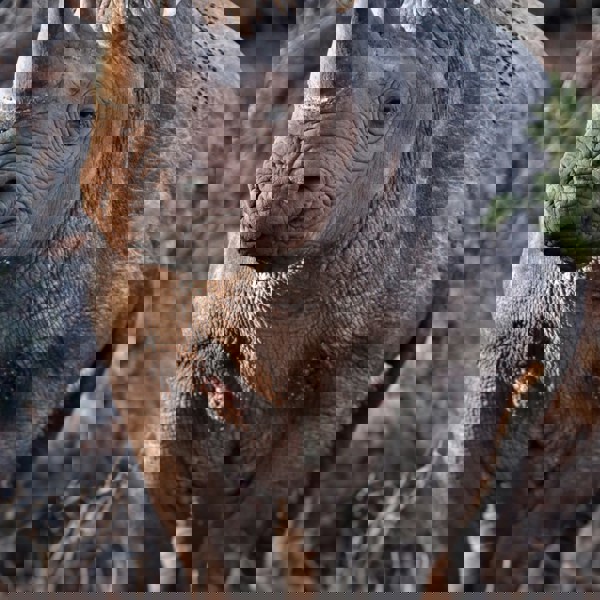 Black Rhino standing in the wild.