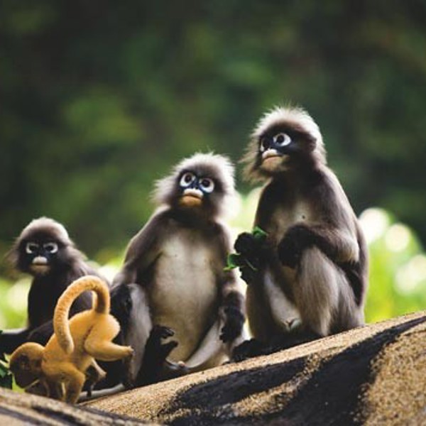 Måske er I heldige at se den lille abefamilie, Rayavadee, Thailand