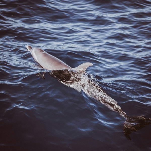 Delfin i havet