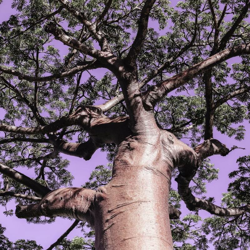 I:\AXUMIMAGES\Afrika\Madagaskar\baobab ifotaka