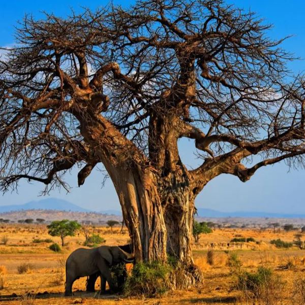 Tanzania - Ruaha Nationalpark