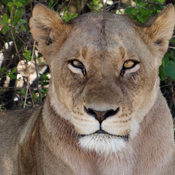 Flot løvinde i Moremi - Botswana