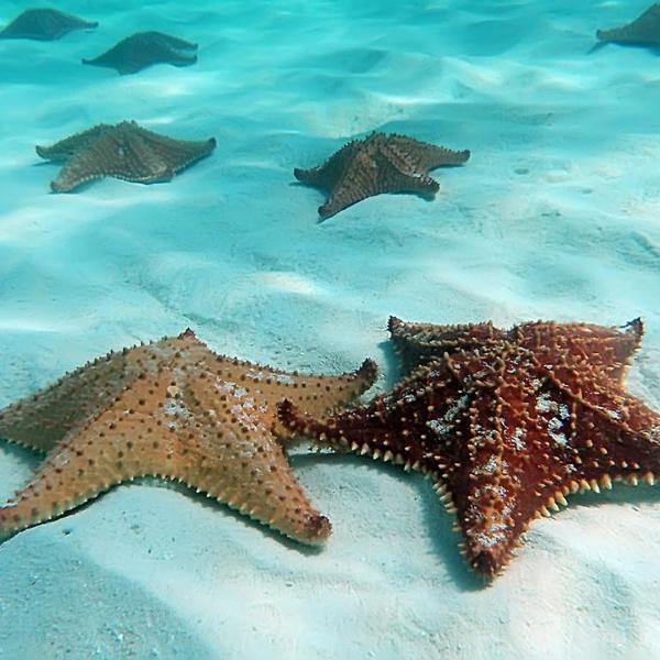 Søstjerner, Islas San Bernardo