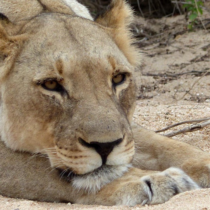 Hunløver der hviler sig, Sydafrika