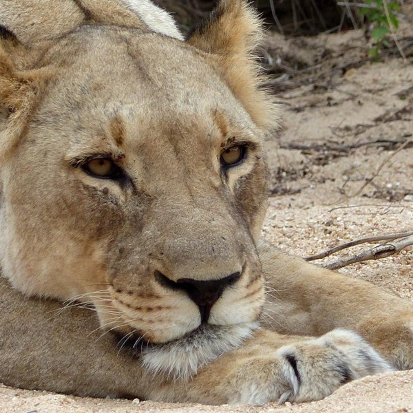 Hunløver der hviler sig, Sydafrika