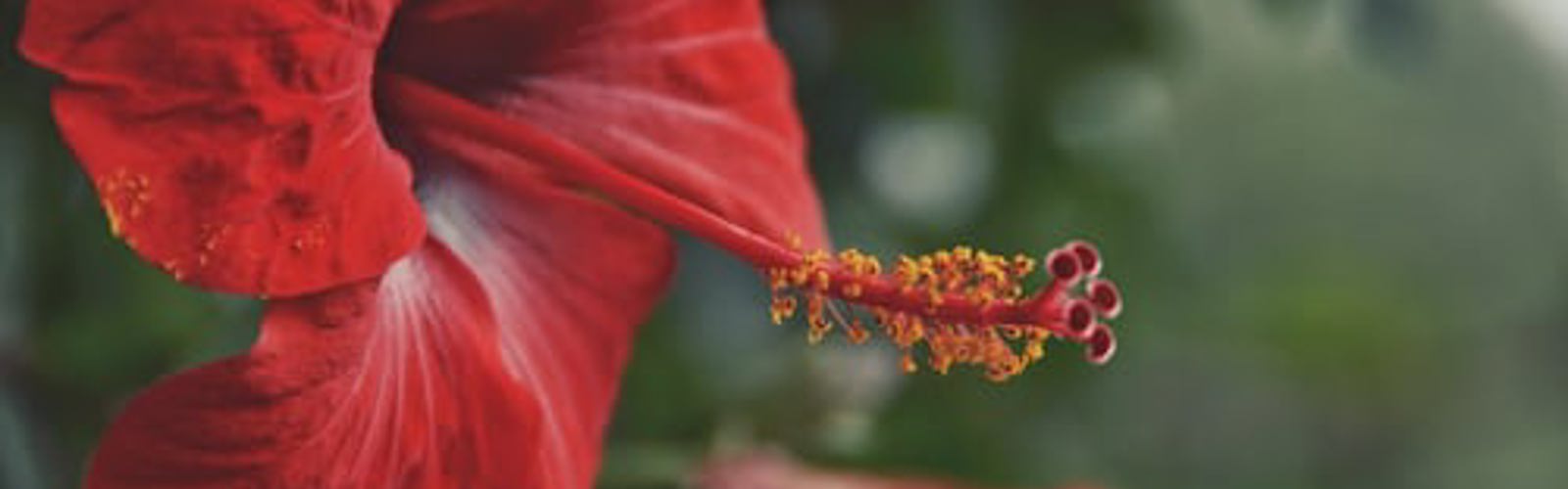 Brava, Vila nova Sintra, hibiscus