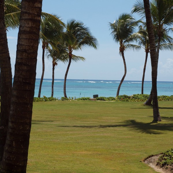 Palmetræer langs kysten i Den Dominikanske Republik
