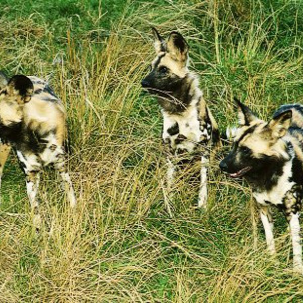 Wild dog i Moremi i Botswana