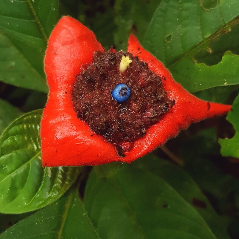 Plante i regnskov, Surinam