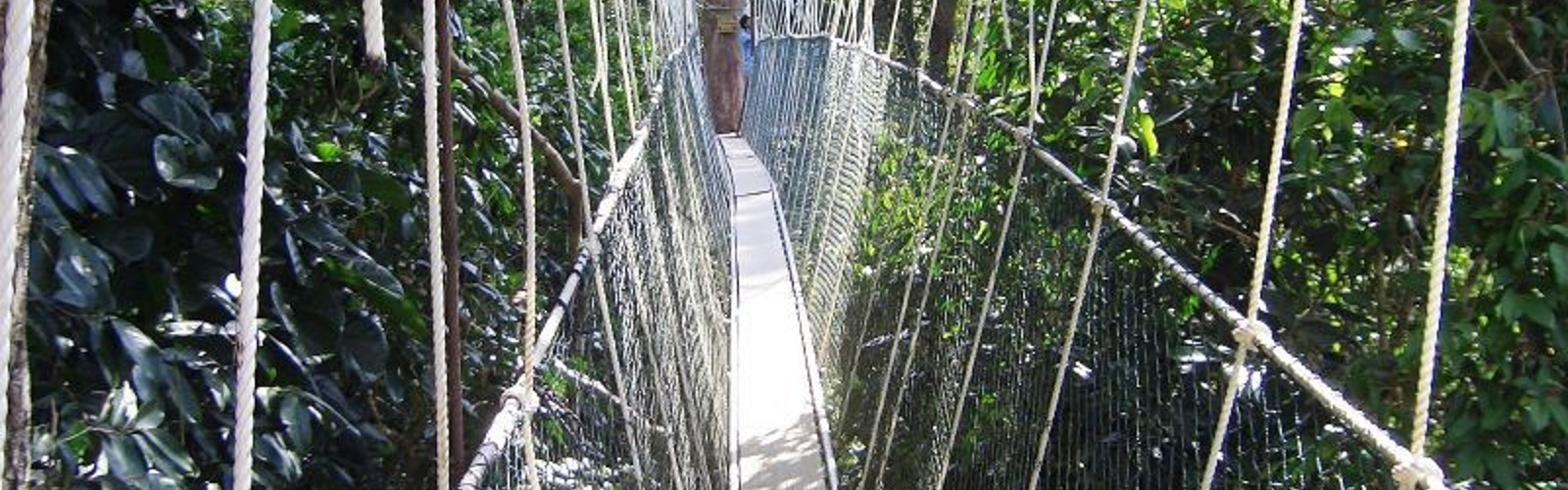 Taman Negara Canopy Walk, Malaysia