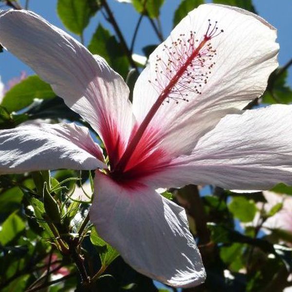 Blomster i Kap Verde