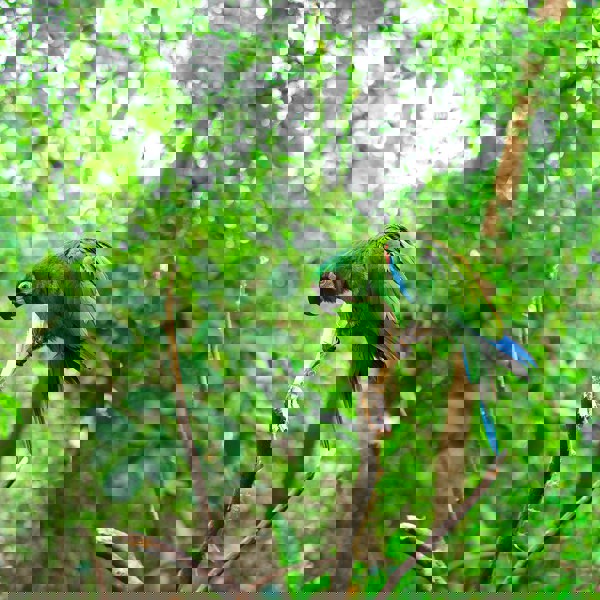 Rejser til Ecuador, junglen